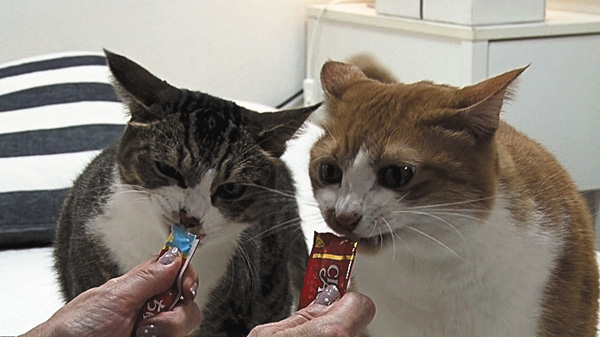 （新）ねこ自慢 ＃43～45