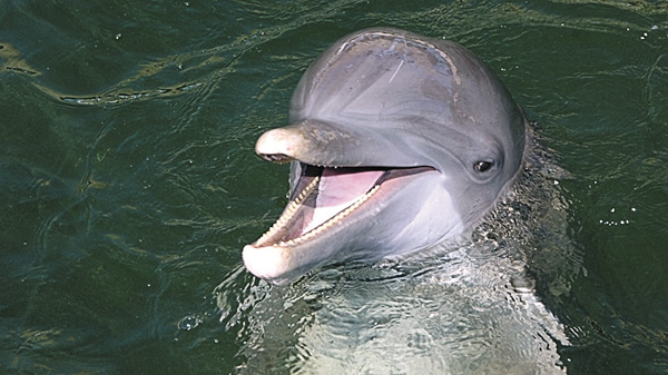 【動物愛護週間SP】イルカ・ダイアリー