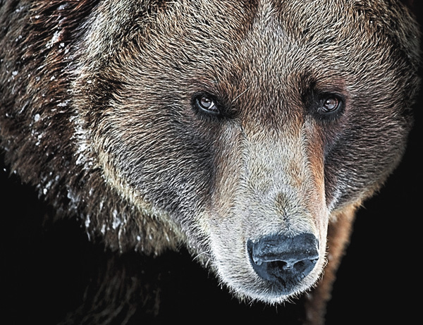 (新)ザ・プレデター2 ~仁義なき戦い~