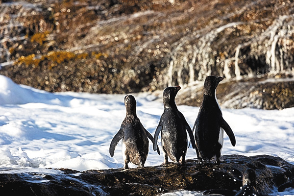 【ワイルド ネイチャー プラス】特集：南極の世界