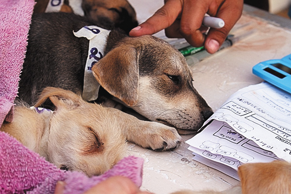 【吹替版】デンバー動物クリニック シーズン3