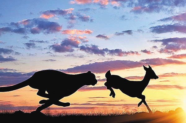 【すご腕アニマル！】動物 驚異のスピード攻撃