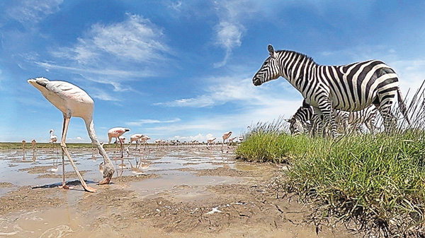 BBC超大作 セレンゲティ物語 シーズン3