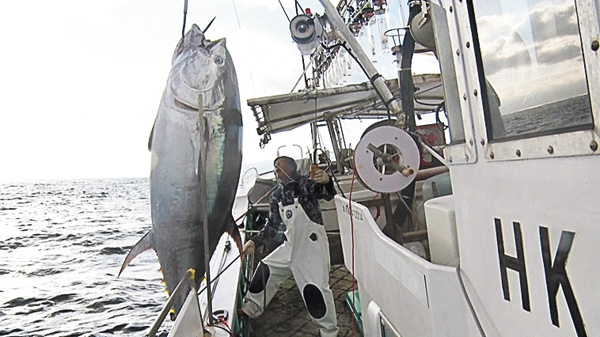 洋上の激闘！巨大マグロ戦争２０２５