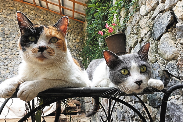 新・旅猫ロマン ＃26～28