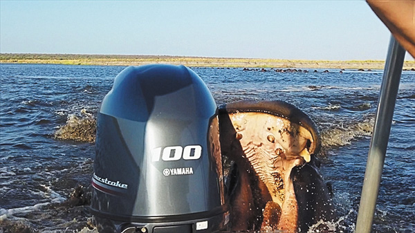 （新）野生動物との遭遇
