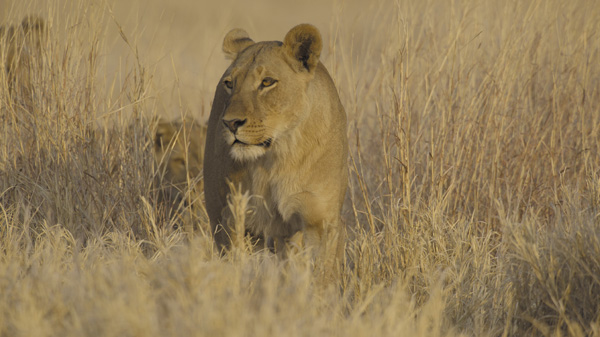 （新）命の継承者～野生の子育て戦略～
