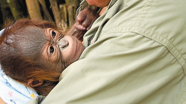 （新）オランウータン・アイランド