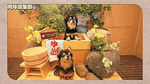 肉球編集部 ～極上どうぶつ家族おもてなしガイド～