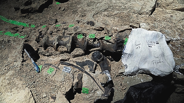 【冬休み 恐竜と古代生物SP】発掘！ジュラシック・ダイナソー