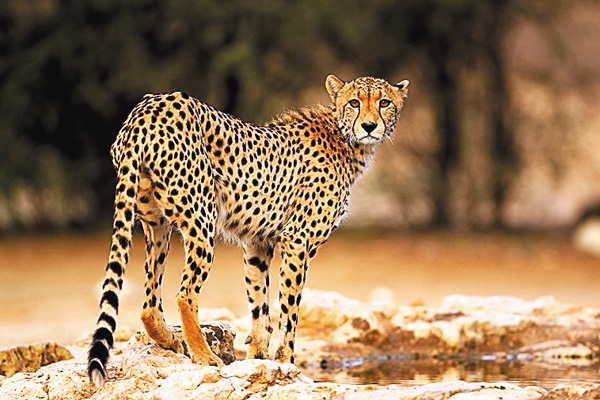 【アンコール一挙】動物サバイバル・バトル
