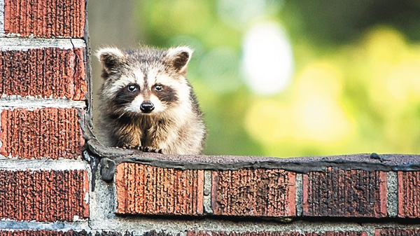 【アンコール一挙】解明！生き物ミステリー
