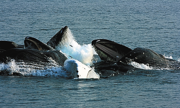 【すご腕アニマル！】動物 驚異の集団パワー