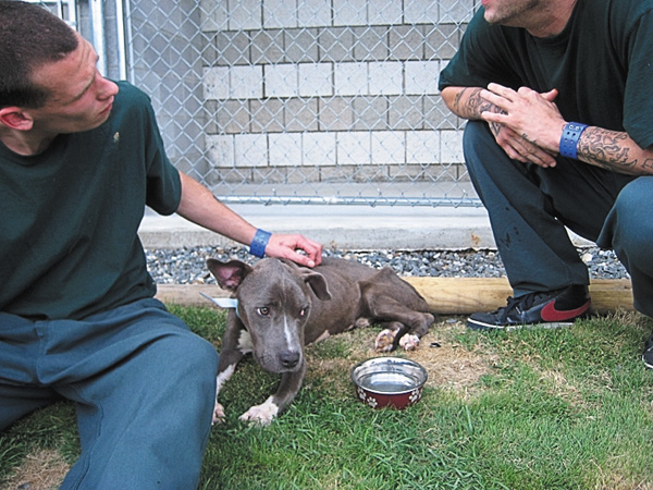 ピットブルと塀の外に出た者たち シーズン2