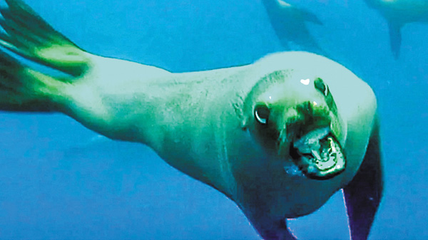 【世界の衝撃事件簿SP】激撮！世界の大騒動