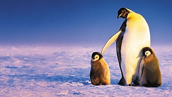 ペンギンのひみつ：過酷な世界を生きる術【日本語吹替版】