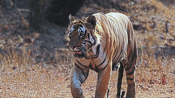 【２月は、にゃんと！猫の月】（新）タイガー・レガシー