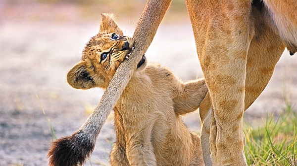 【２月は、にゃんと！猫の月】BBC超大作 ビッグキャット24時