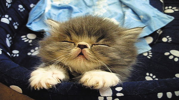 【２月は、にゃんと！猫の月】かわいいランキングDX