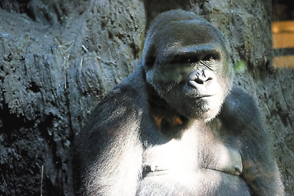 【アンコール一挙】NY動物園日記 シーズン1