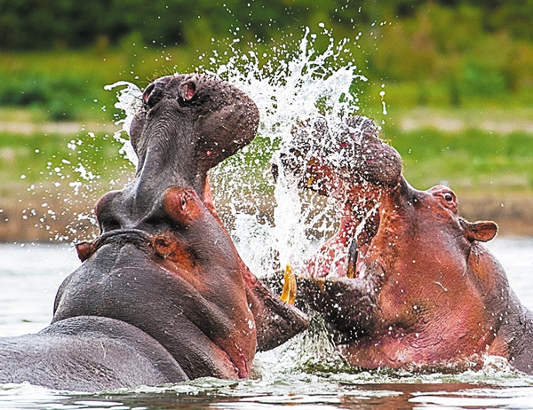 【すご腕アニマル！】危険生物カウントダウン