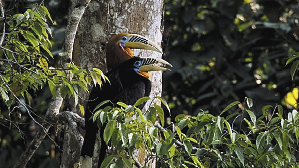 命の継承者～野生の子育て戦略～