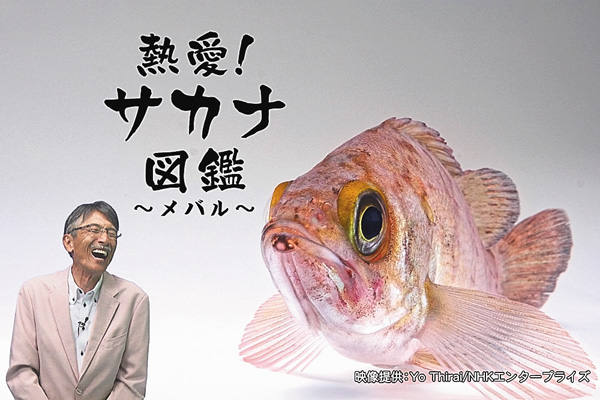 熱愛！サカナ図鑑 ＃16