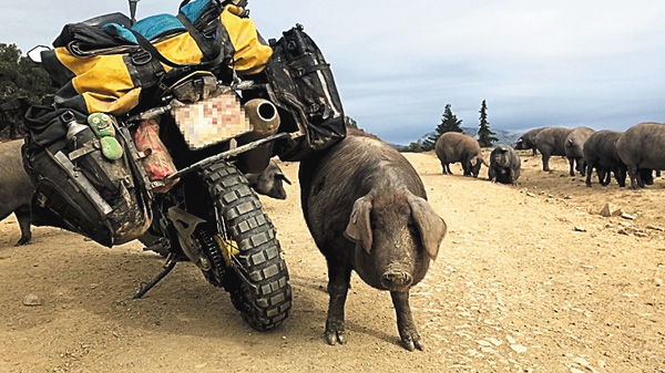 【世界の衝撃事件簿SP】激撮!全米衝撃動画ファイル