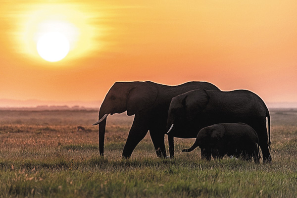 特集:ワンダー・オブ・アニマルズ