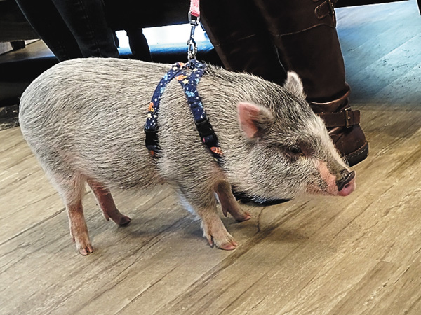 【吹替版】デンバー動物クリニック シーズン4