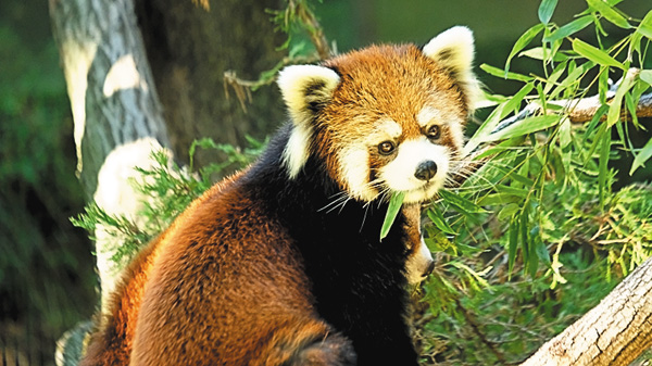 【アンコール一挙】NY動物園日記 シーズン4