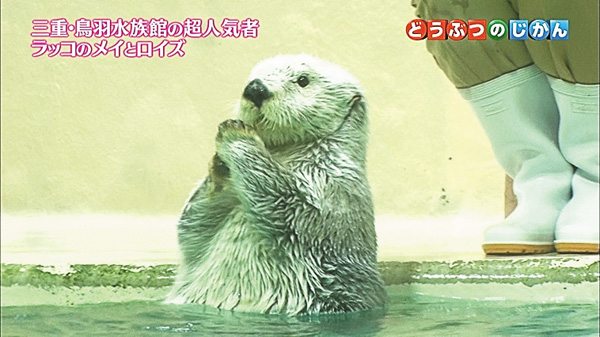 かわいいアニマル大集合!どうぶつのじかん