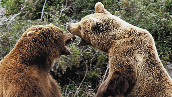【野生の王国アワー】密着!野生のファイター