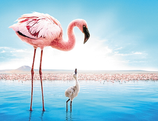 （映）ディズニーネイチャー／フラミンゴに隠された地球の秘密