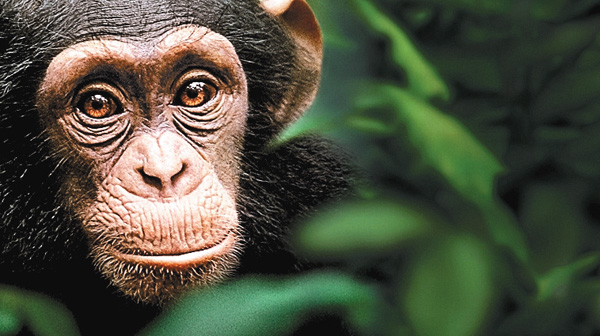 (映)ディズニーネイチャー/チンパンジー 愛すべき大家族