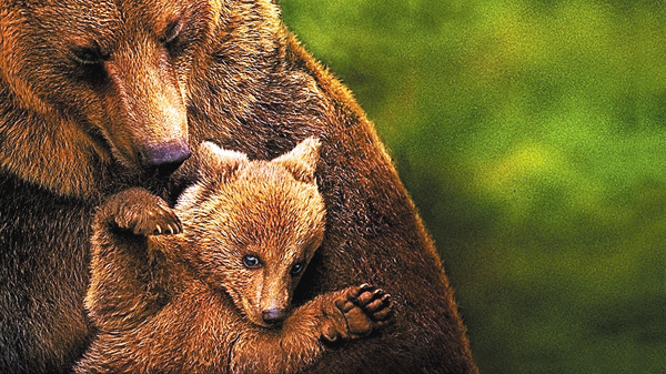 (映)ディズニーネイチャー/クマの親子の物語