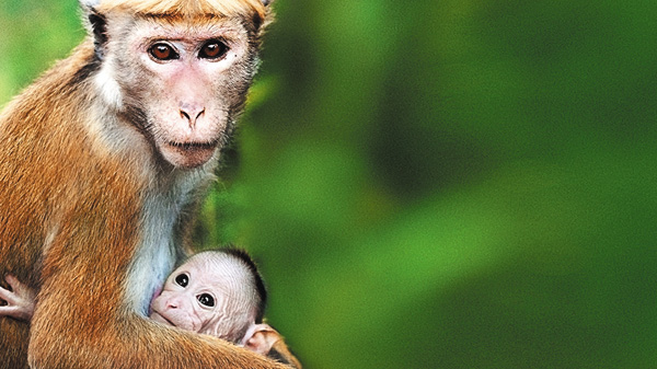 (映)ディズニーネイチャー/サルの王国とその掟