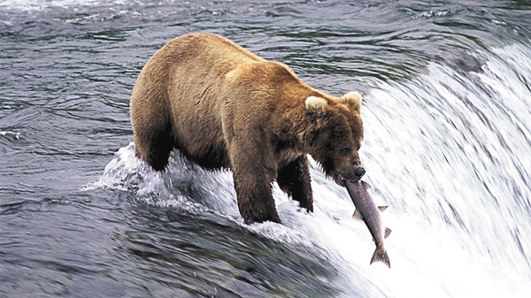 (新)野生の戦場~環境が織りなす命の攻防~