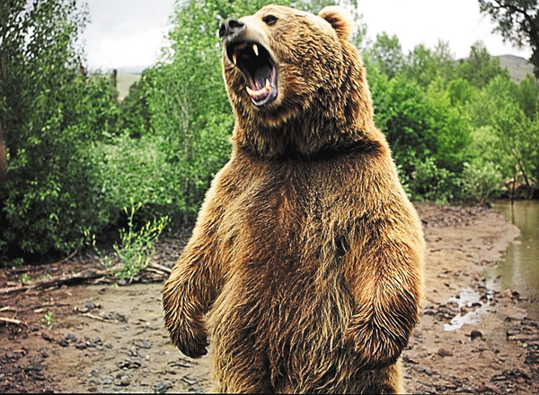 【アンコール一挙】動物襲撃の瞬間 シーズン1