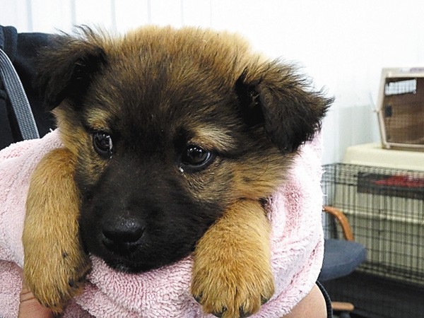 【吹替版】デンバー動物クリニック シーズン4