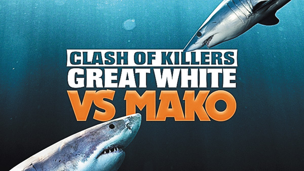 【すご腕アニマル!】激突!ホホジロザメvsアオザメ