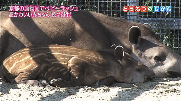 かわいいアニマル大集合!どうぶつのじかん