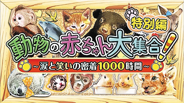 （新）動物の赤ちゃん大集合！傑作選