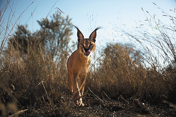 ワイルド・ジーニアス：戦略なくして明日(あす)は無し！