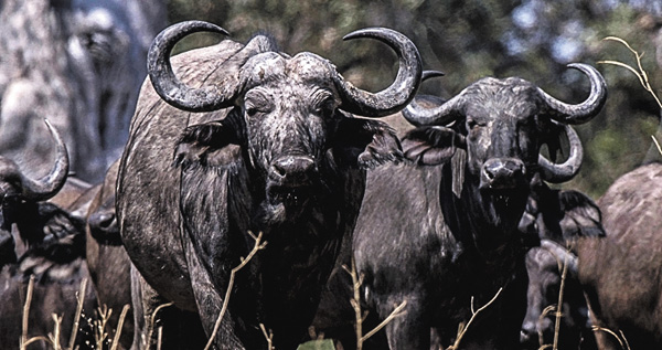 アフリカ：死闘の川