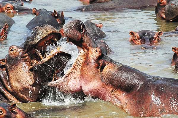 アフリカ・タイタンズ：水域の巨人たち