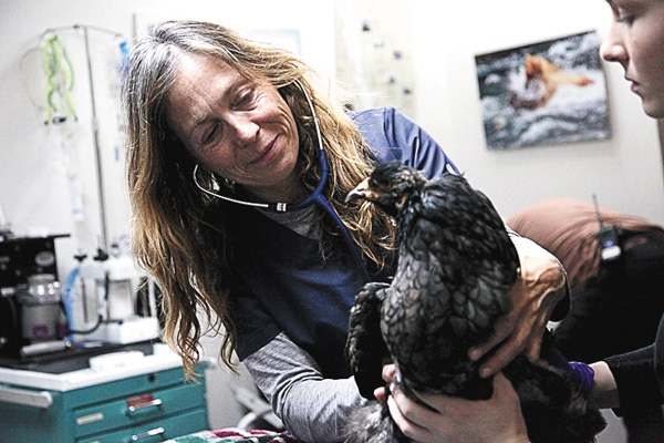 獣医ミシェルの日常 10 【吹替版初放送】