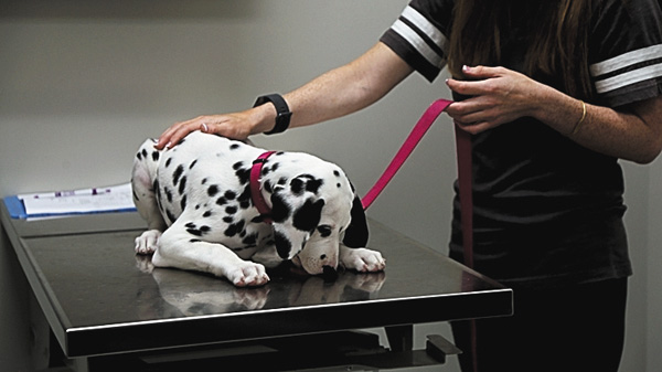 【吹替版】テキサス獣医 奮戦記 シーズン3