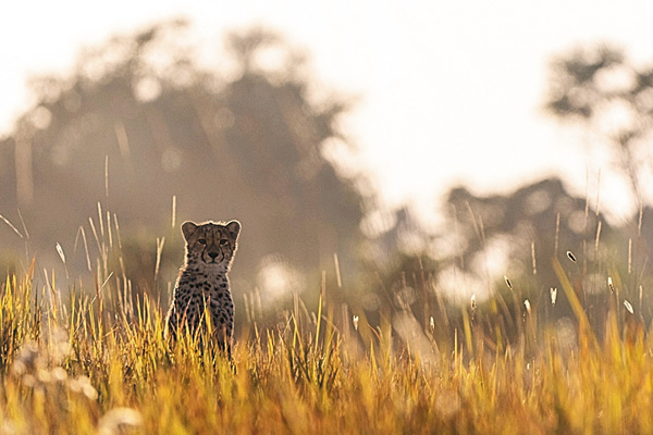 BBC超大作 ビッグキャット24時 シーズン2