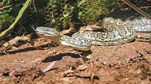ザ・スネークキャッチャー シーズン2